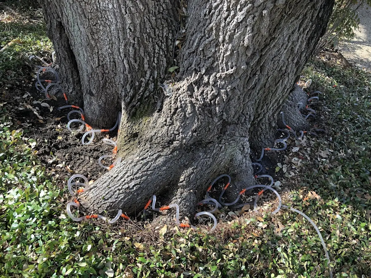 Detailed Tree Cabling and Bracing job site in Fort Yates