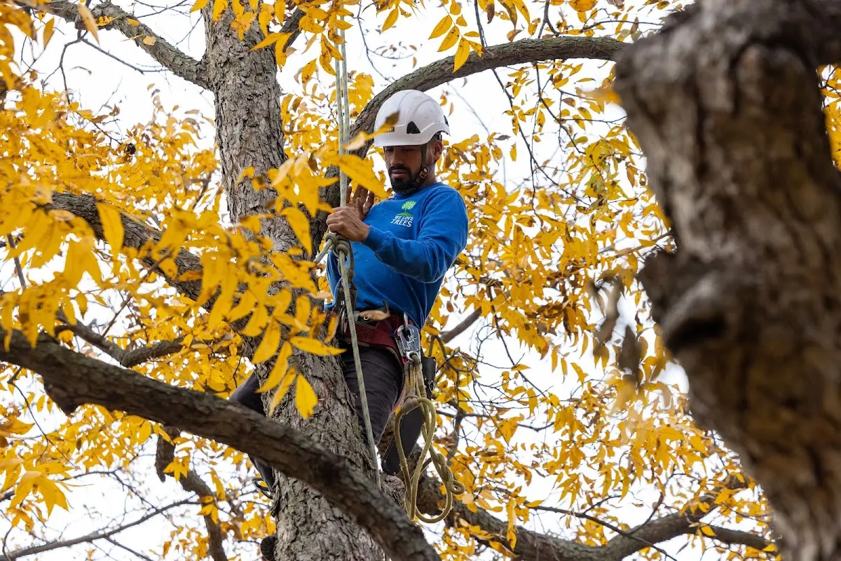 Skilled Tree Planting crew working in Fort Yates